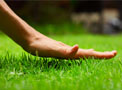 Spring Lawn Care Advice by San Antonio landscaping concepts